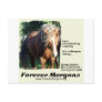 ForeverMorgans Morgan Stallion Post Card