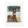 ForeverMorgans One Life at a Time Foal Post Card