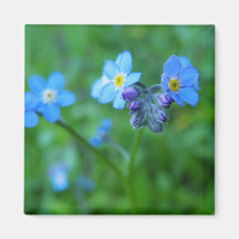 Forget-me-not Blues Refrigerator Magnets