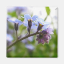 Forget Me Not Buds Fridge Magnets