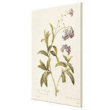 Forget-me-not Canvas Print