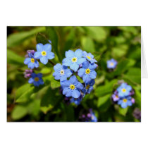 Forget-Me-Not Card cards