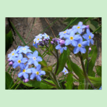 Forget-me-not Clusters posters by AnnMorash Forget-me-not Clusters posters