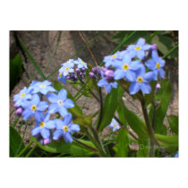 Forget-me-not Clusters posters by AnnMorash Forget-me-not Clusters posters