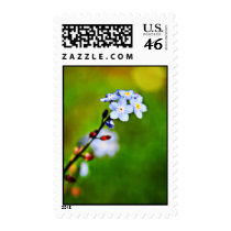 Forget Me Not flower Postage stamps stamps