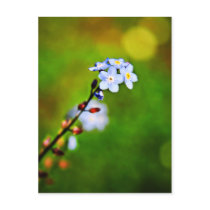 Forget Me Not flower Postcard postcards