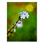 Forget Me Not flower Postcard