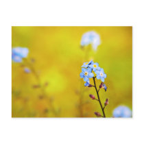 Forget Me Not flowers art postcard postcards