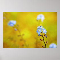 Forget Me Not flowers Print posters