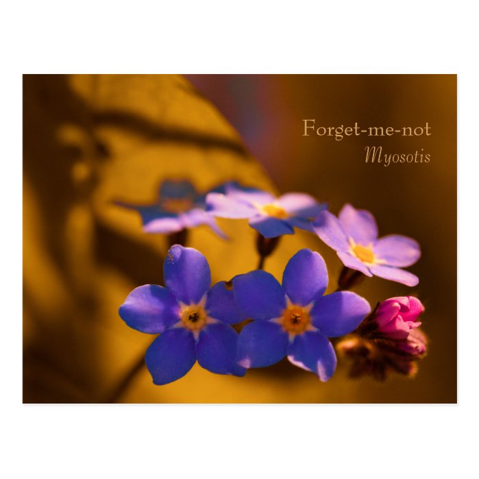 Forget-me-not in the sunset CC0122 Wildflower Postcard