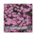 forget-me-not magnet