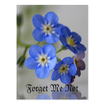 Forget Me Not Post Cards