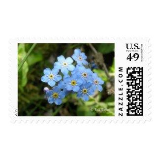 Forget-Me-Not Postage Stamps