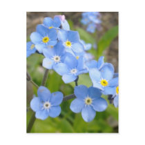 Forget Me Not Postcard