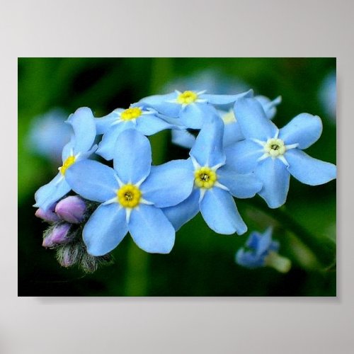 Forget-me-not - Photo Gallery