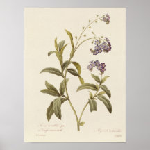 Forget-me-not Poster