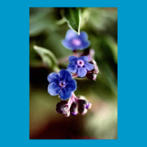 Forget-me-not posters