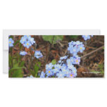 Forget Me Not Rack Cards