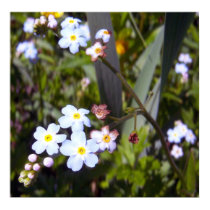 Forget Me Nots 1 Poster posters by CreatureCreations Forget Me Nots 1 Poster posters