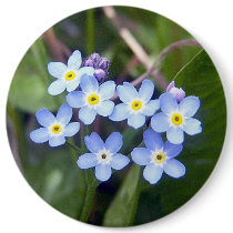 Forget Me Nots 2 Button