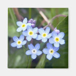 Forget Me Nots 2 Magnet