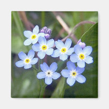 Forget Me Nots 2 Magnet