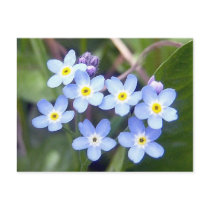 Forget Me Nots 2 Postcard by CreatureCreations Forget Me Nots 2 Postcard