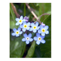 Forget Me Nots 2 Postcard
