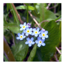 Forget Me Nots 2 Poster posters by CreatureCreations Forget Me Nots 2 Poster posters