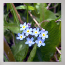 Forget Me Nots 2 Poster