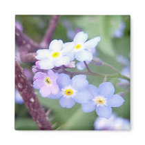 Forget Me Nots 3 Magnet