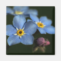 Forget-Me-Nots 3 Magnet
