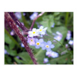 Forget Me Nots 3 Postcard