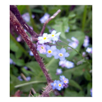 Forget Me Nots 3 Poster posters by CreatureCreations Forget Me Nots 3 Poster posters