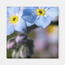 Forget-Me-Nots 6 Magnet