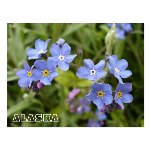 My Image 15
