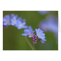 Forget Me Nots Card
