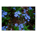 Forget-Me-Nots Notecard cards