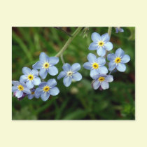 Forget Me Nots postcards