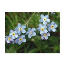 Forget Me Nots postcards by designcreatology Forget Me Nots postcards