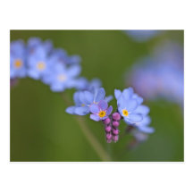 Forget Me Nots Postcards