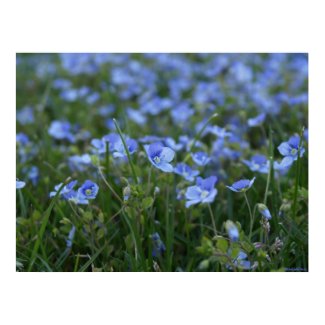 Forget Me Nots print