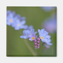 Forget Me Nots Refrigerator Magnets