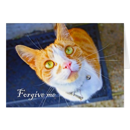 me, a lovely, cute cat with green eyes card Zazzle