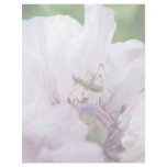 Fork Tailed Bush Katydid Nymph letterhead