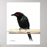 Fork Tailed Drongo Print