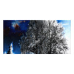 Forlorn Sovereign Photo Card