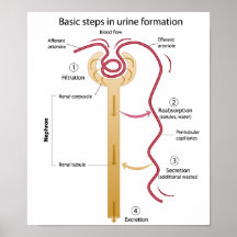 Formation of urine Poster