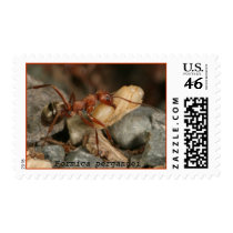 Formica pergandei postage by Gary_Alpert Formica pergandei postage