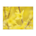 Forsythia 1 postcards by starlingphotos Forsythia 1 postcards